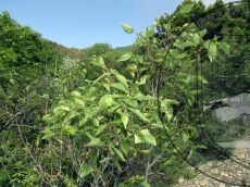 Celtis-planchoniana_Водопадная